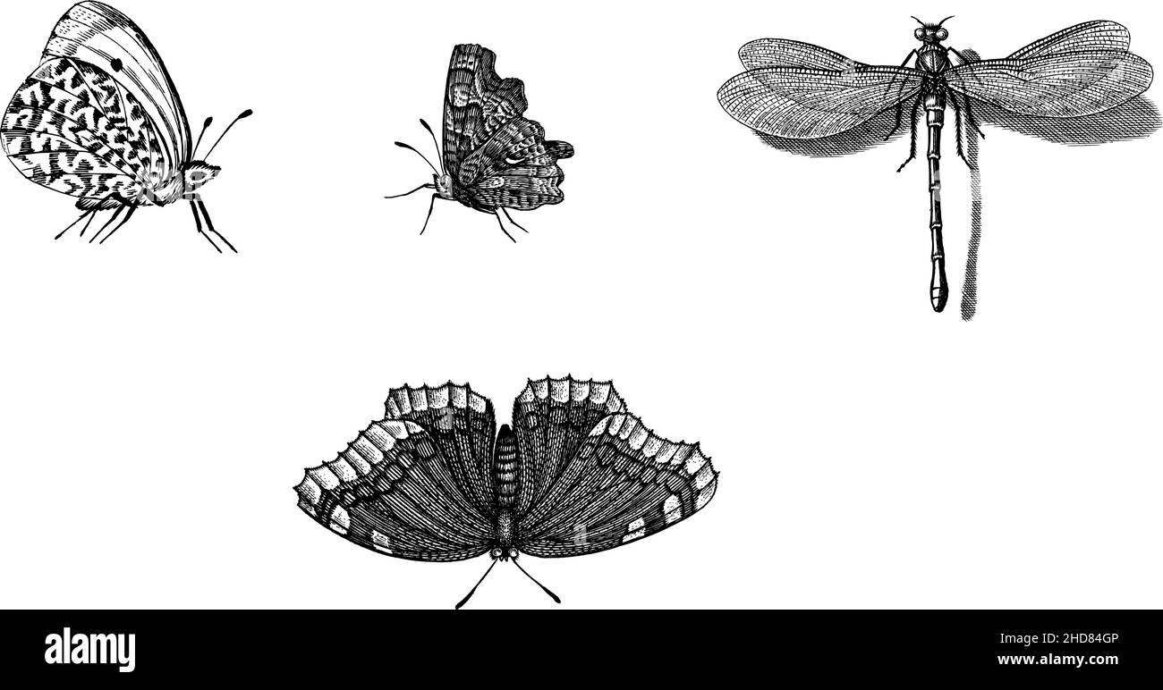 Sfondo vettoriale con illustrazioni di insetti disegnate a mano. Silhouette nere di farfalla, disegno libellula. Pattern senza giunture entomologiche. Illustrazione Vettoriale