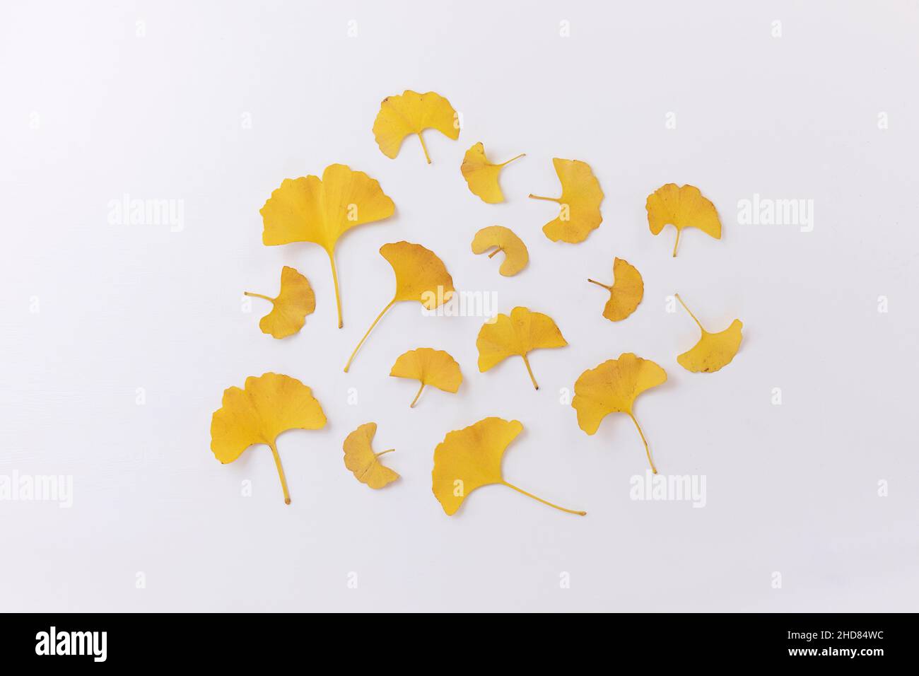 Arancio dorato secco foglie di Ginkgo su sfondo bianco. Vista dall'alto minimalista, elegante disposizione floreale. Ginkgo biloba piatto. Foto Stock