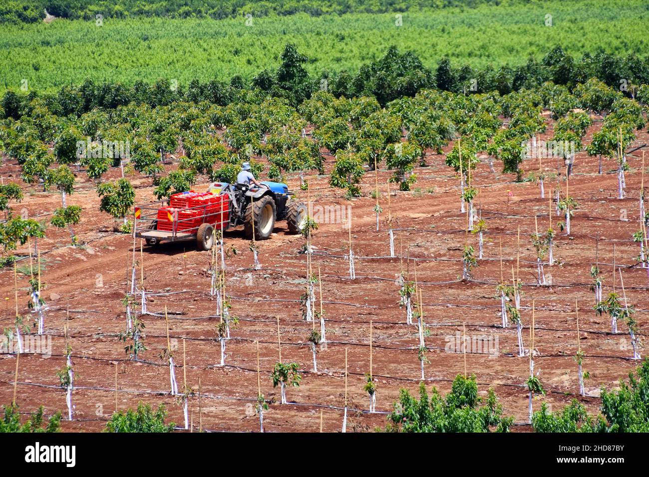 Agricoltura nel nord di Israele Foto Stock