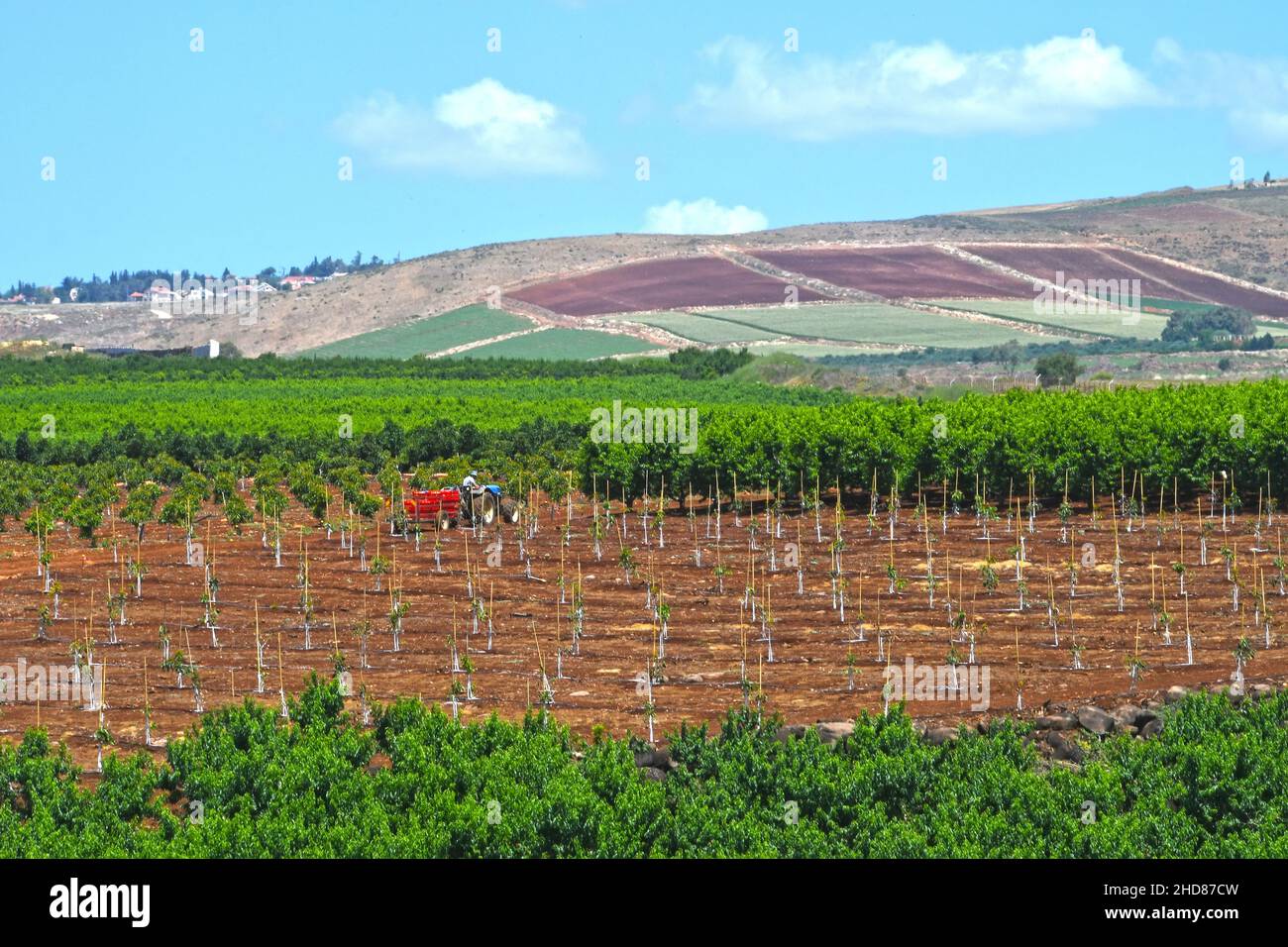 Agricoltura nel nord di Israele Foto Stock