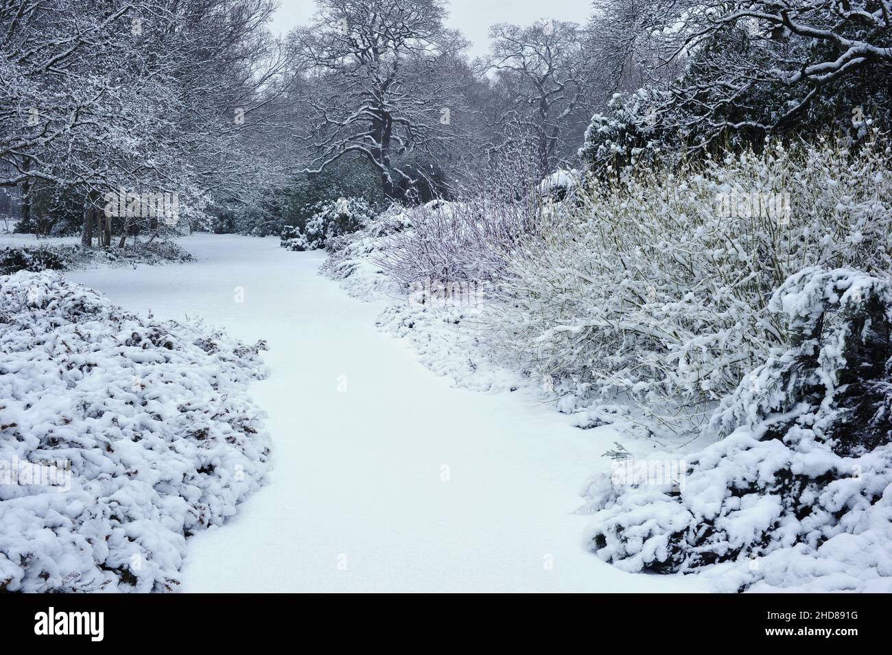 Isabella Plantation, giardino boschivo in inverno, situato a Richmond Park Surrey Inghilterra Regno Unito. Foto Stock