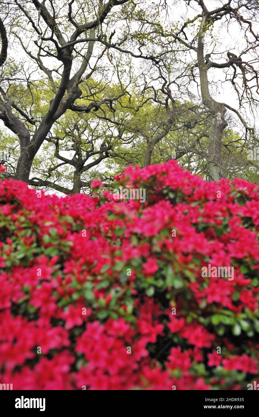 Aiuole colorate Azaleas in Isabella Plantation, giardino ornamentale boschivo situato a Richmond Park Surrey Inghilterra Regno Unito. Foto Stock