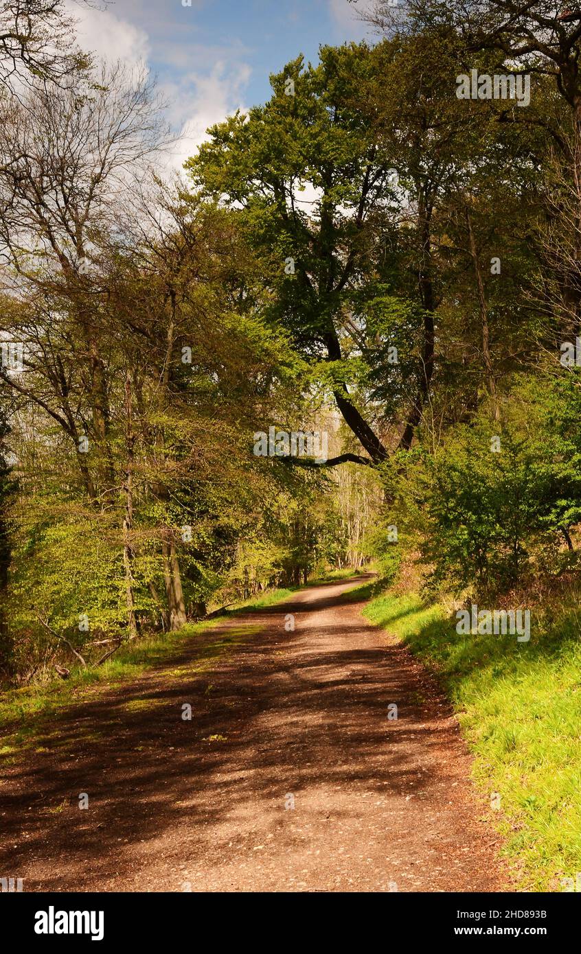 Sentiero nei boschi presso l'Ashridge Estate, Hertfordshire, Inghilterra Foto Stock