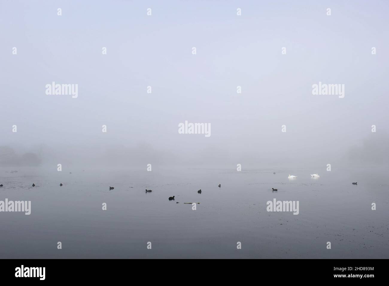 Pen Ponds lago nella nebbia mattutina, Richmond Park Surrey Inghilterra Regno Unito. Foto Stock
