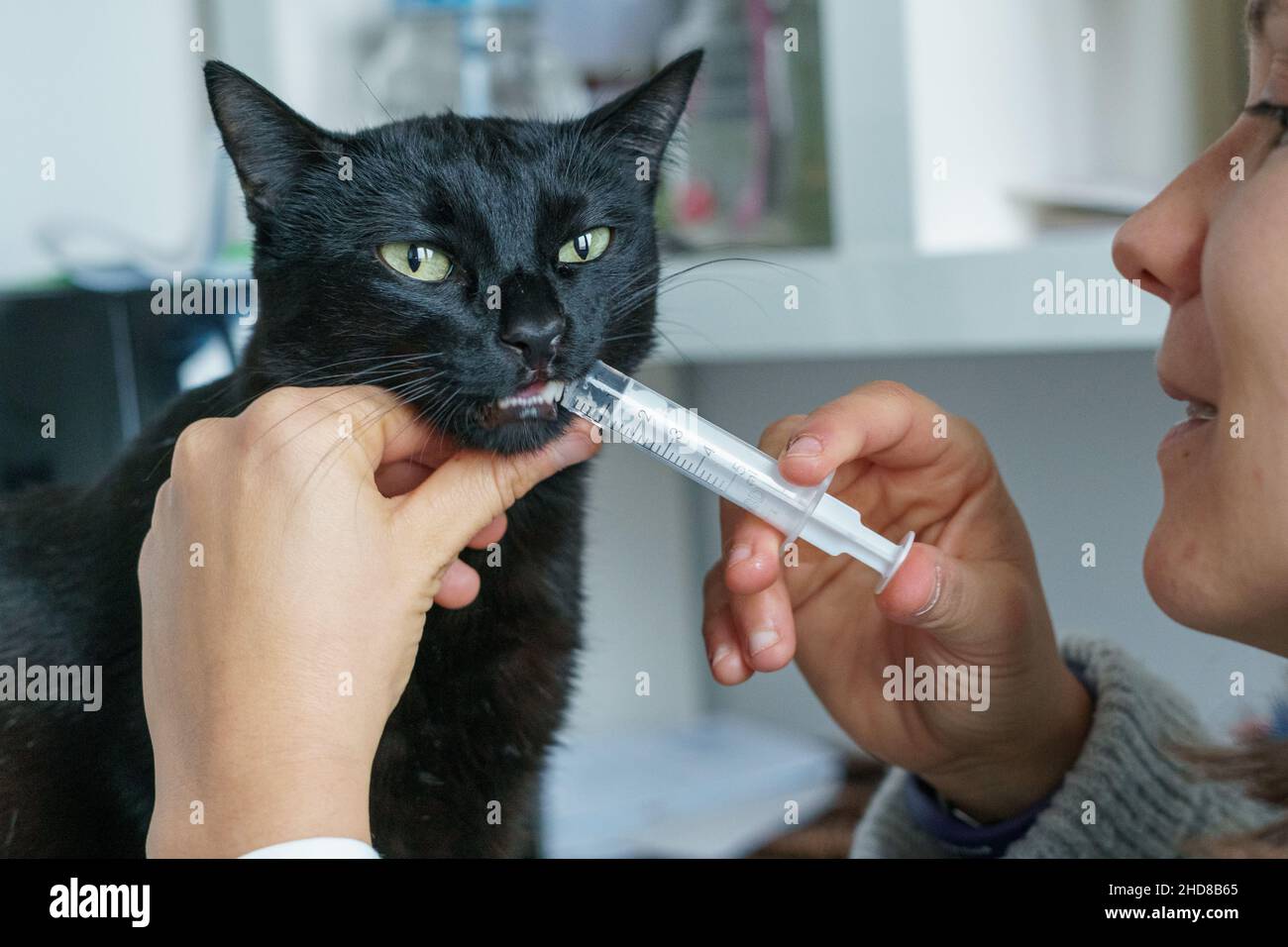 Un gatto nero che prende la sua dose giornaliera di un medicinale curativo tosse Foto Stock