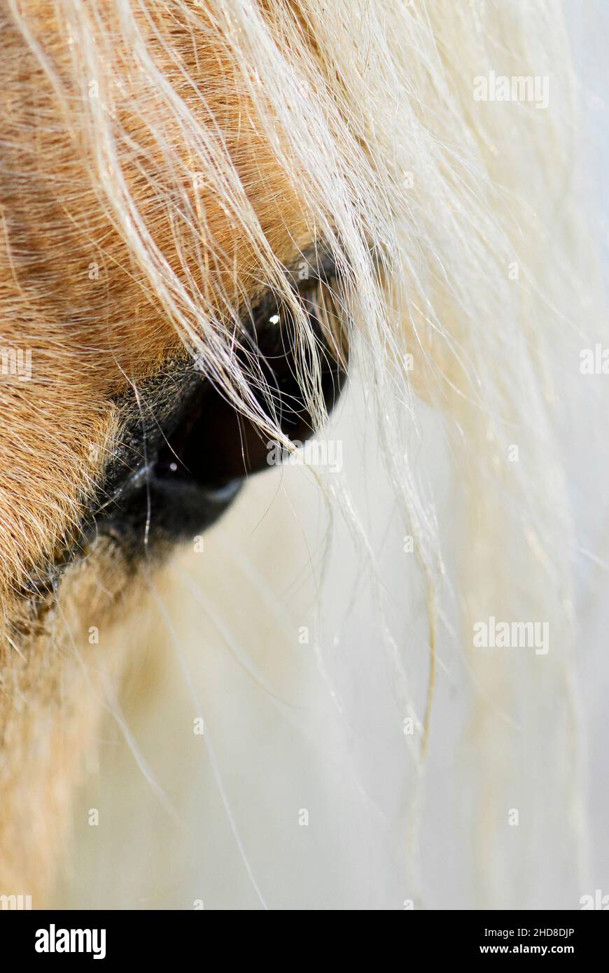 Il cavallo - Equus ferus caballus, popolare bella grande animale domestico sul pascolo, Zlin, Repubblica Ceca. Foto Stock