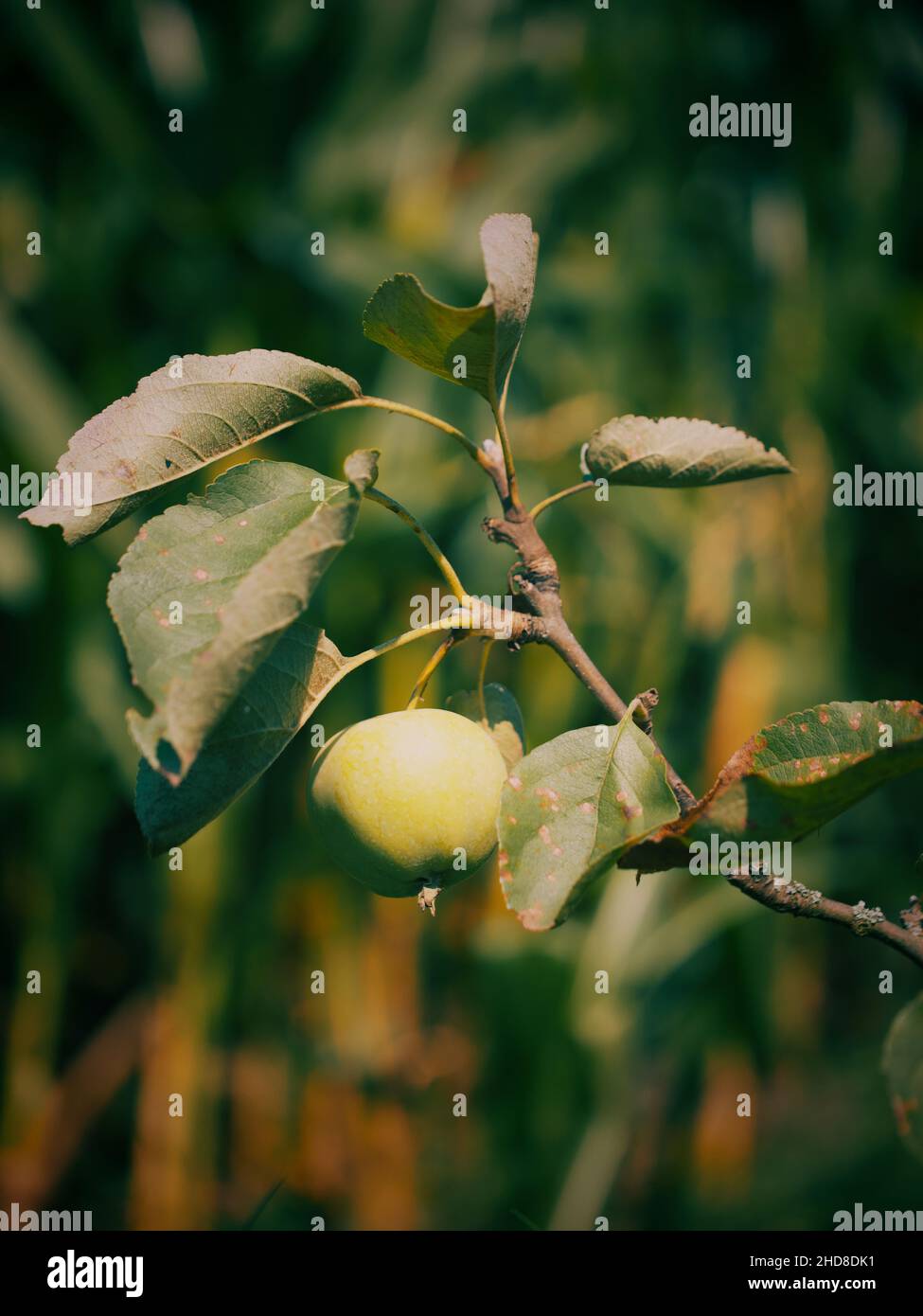 Mela del giallo trasparente varietà, primo piano foto. Una mela matura su un ramo. Foto Stock