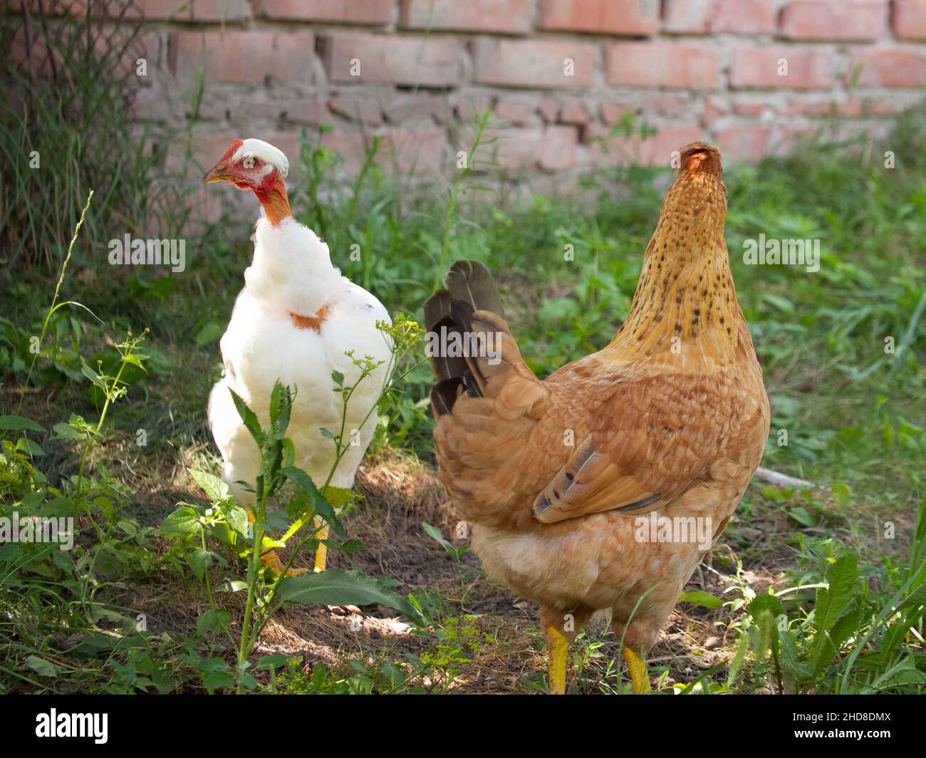 Due polli tra le erbe. Ritratti di polli. Foto Stock