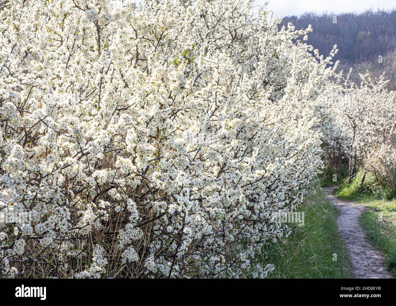 Fitti spessi di fioritura Blackthorn o Sloe - Prunus spinosa - da un percorso Somerset in primavera Foto Stock