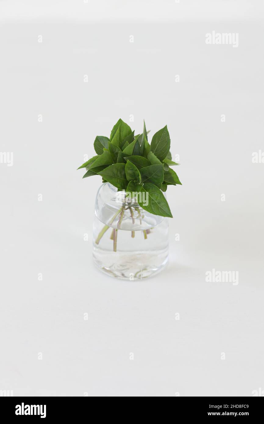 Basilico alpino. Mazzo di foglie di basilico in un bicchiere isolato su sfondo bianco. Foto Stock