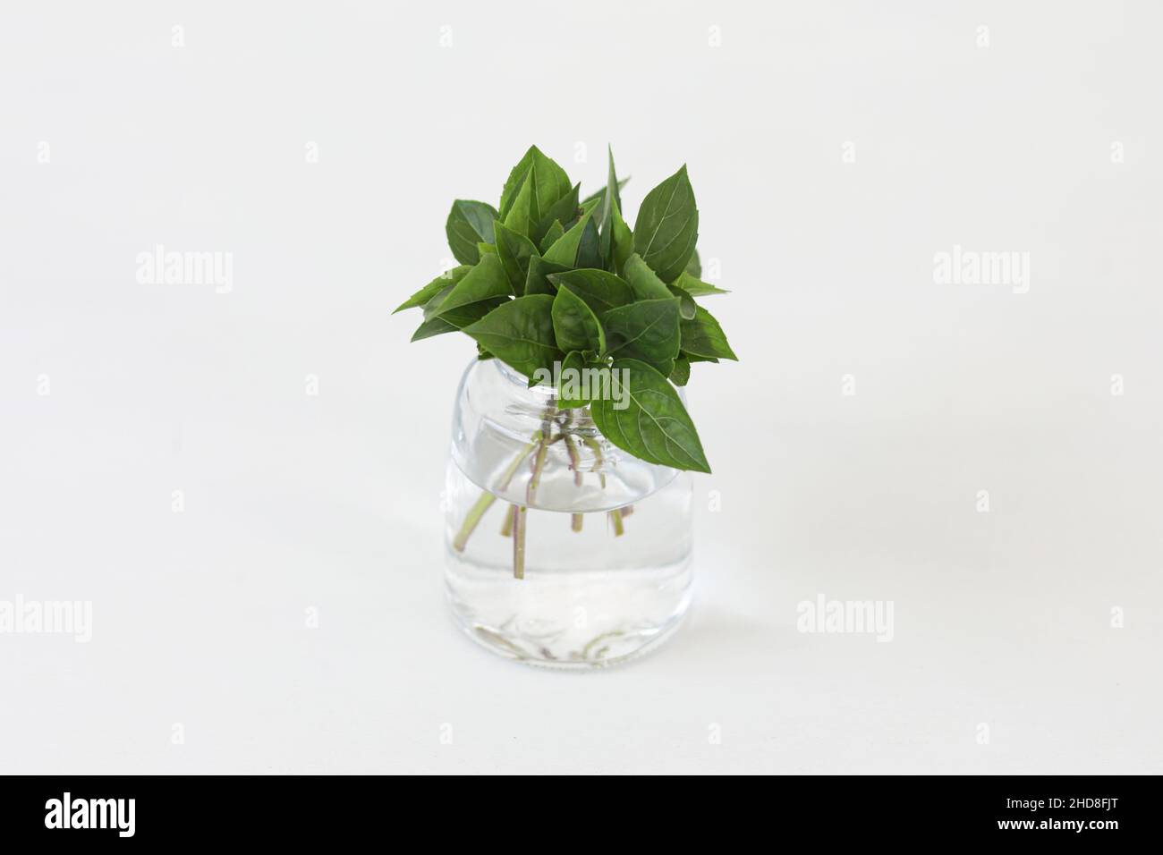 Basilico alpino. Mazzo di foglie di basilico in un bicchiere isolato su sfondo bianco. Foto Stock