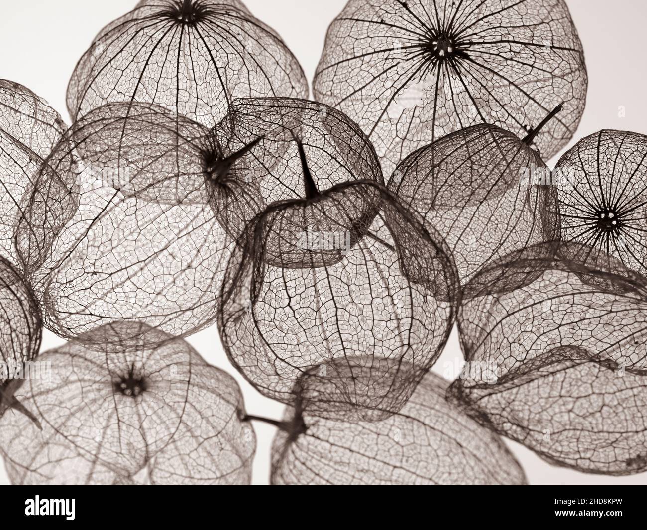 conchiglie di frutta tomatillos fotografate su un fondo bianco chiaro che mostra la trasparenza delle conchiglie Foto Stock