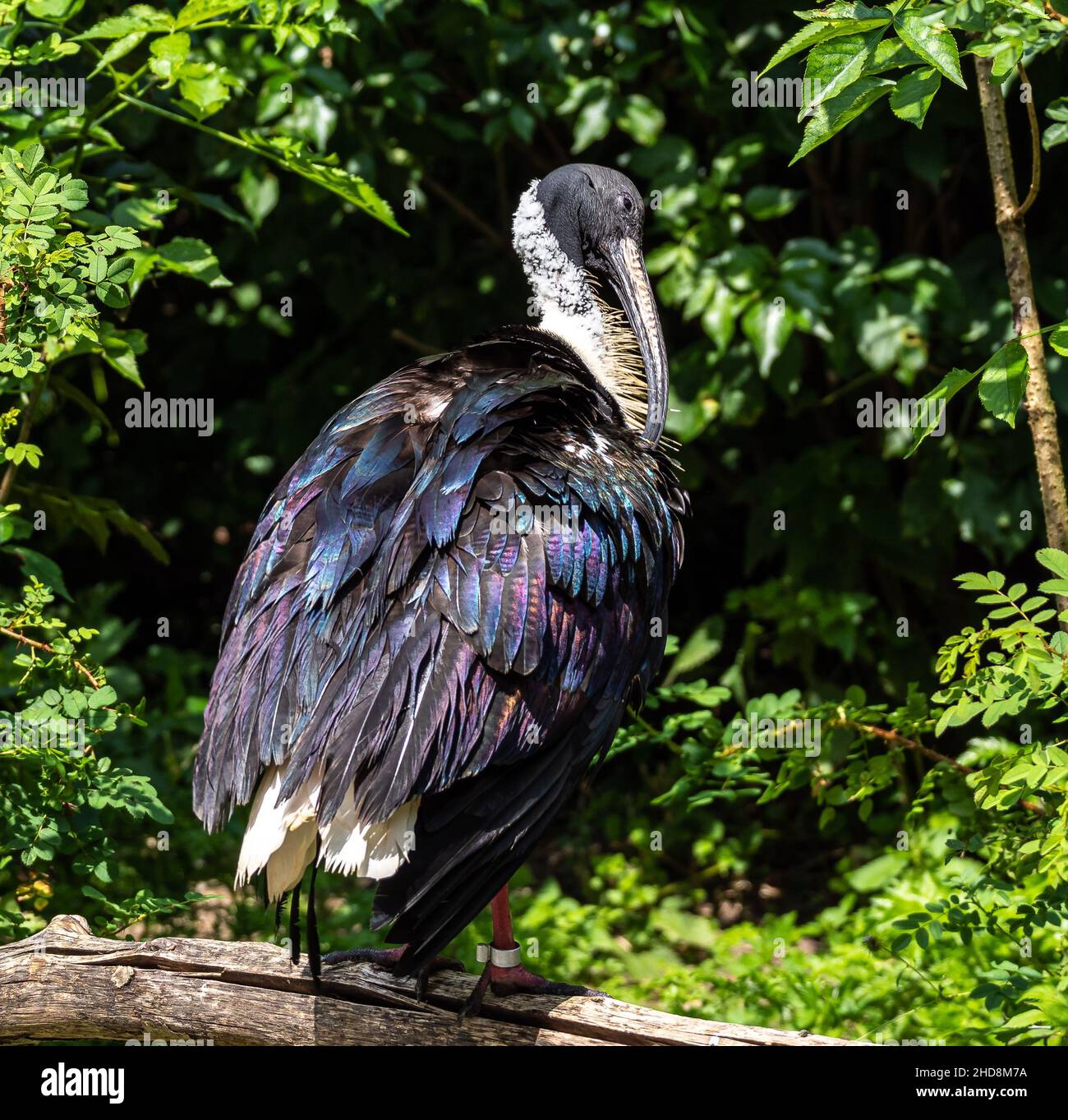 La paglia di colli, Ibis Threskiornis spinicollis è un uccello di ibis e la spatola famiglia Threskiornithidae. Foto Stock