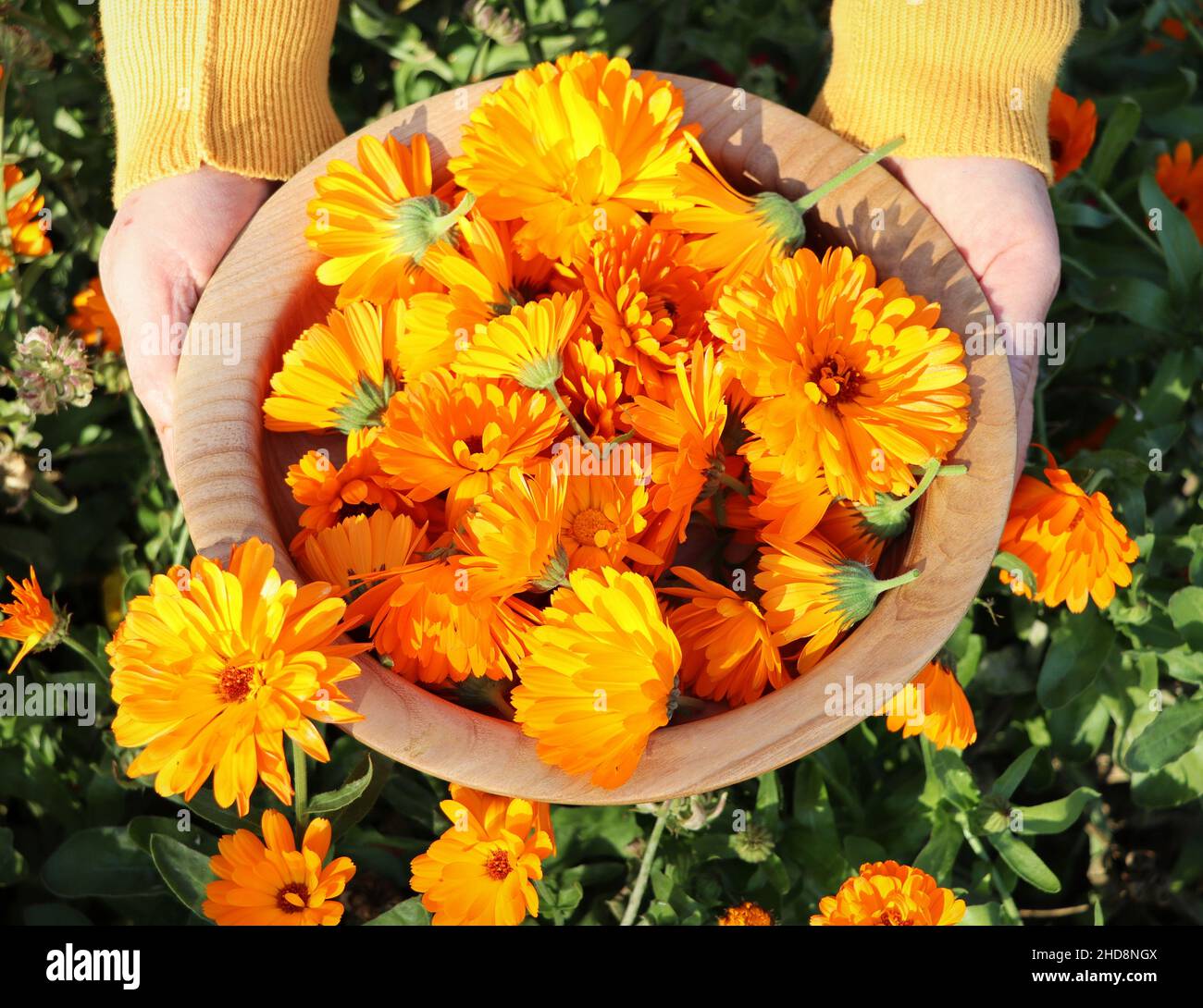 Una donna contadina rompe i fiori di un medico marigold. Il raccolto sarà essiccato e la tintura medicinale sarà fatta Foto Stock