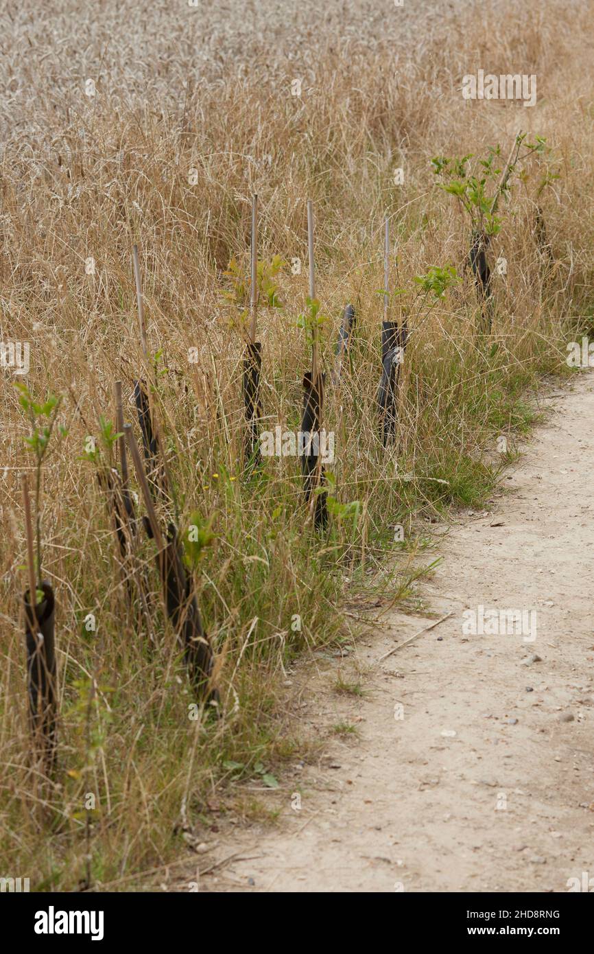 Piccoli alberi di hedgrow visti piantati lungo una corsia di campagna nel Sussex occidentale. Foto Stock
