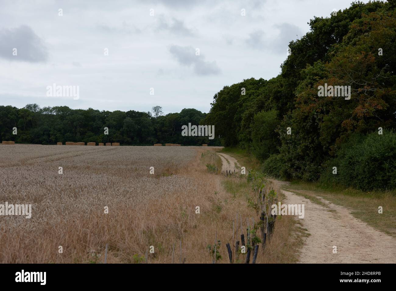 Corsia di campagna e permissivo sentiero visto nella zona del porto di Chichester. Foto Stock
