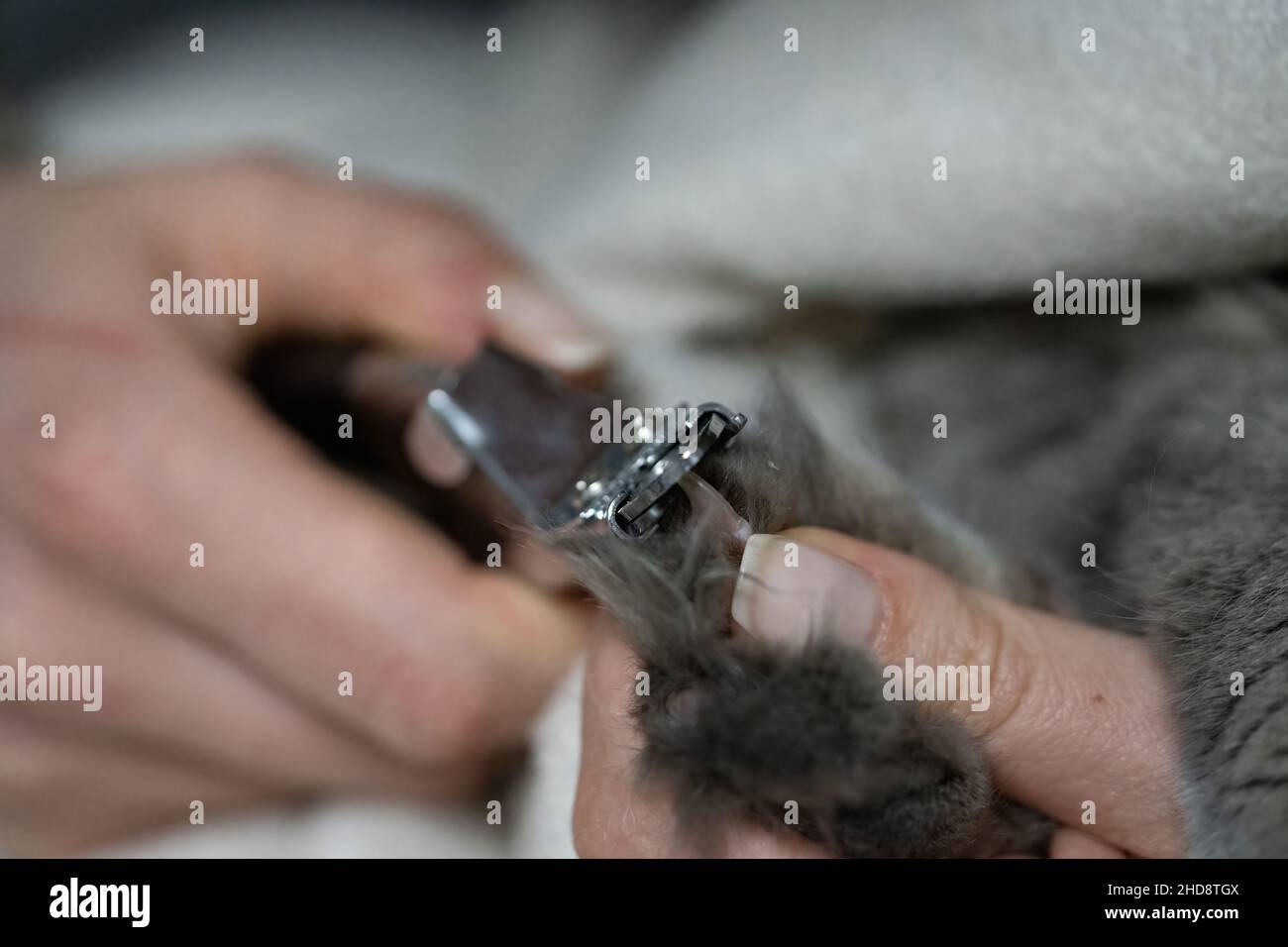 Donna taglia le unghie del suo gatto Foto Stock