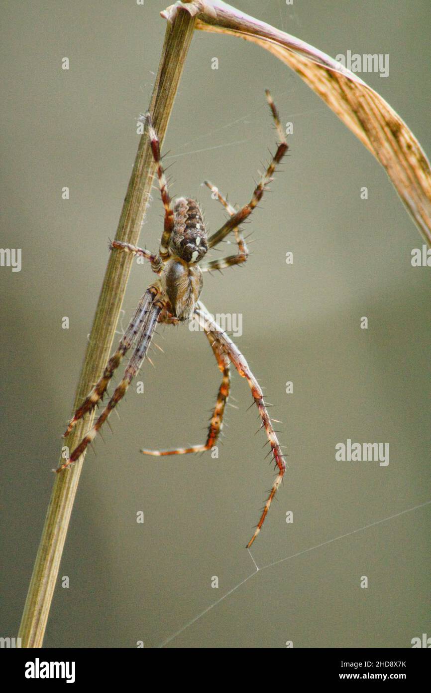 Primo piano verticale del diadematus di Araneus, comunemente chiamato il ragno da giardino europeo. Foto Stock