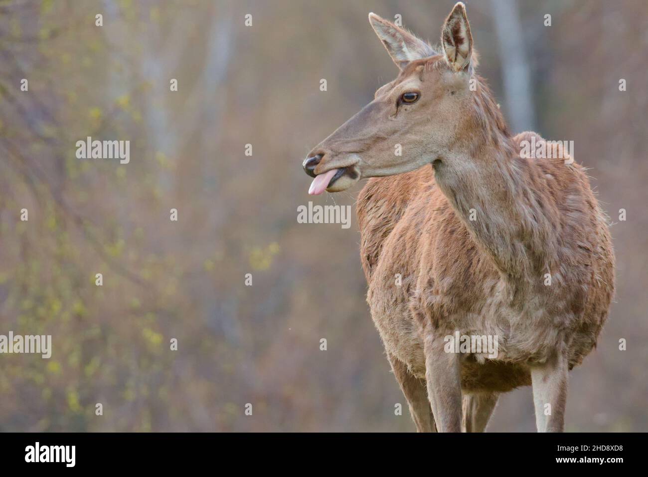 Primo piano della linguetta sporgente del cervo. Foto Stock