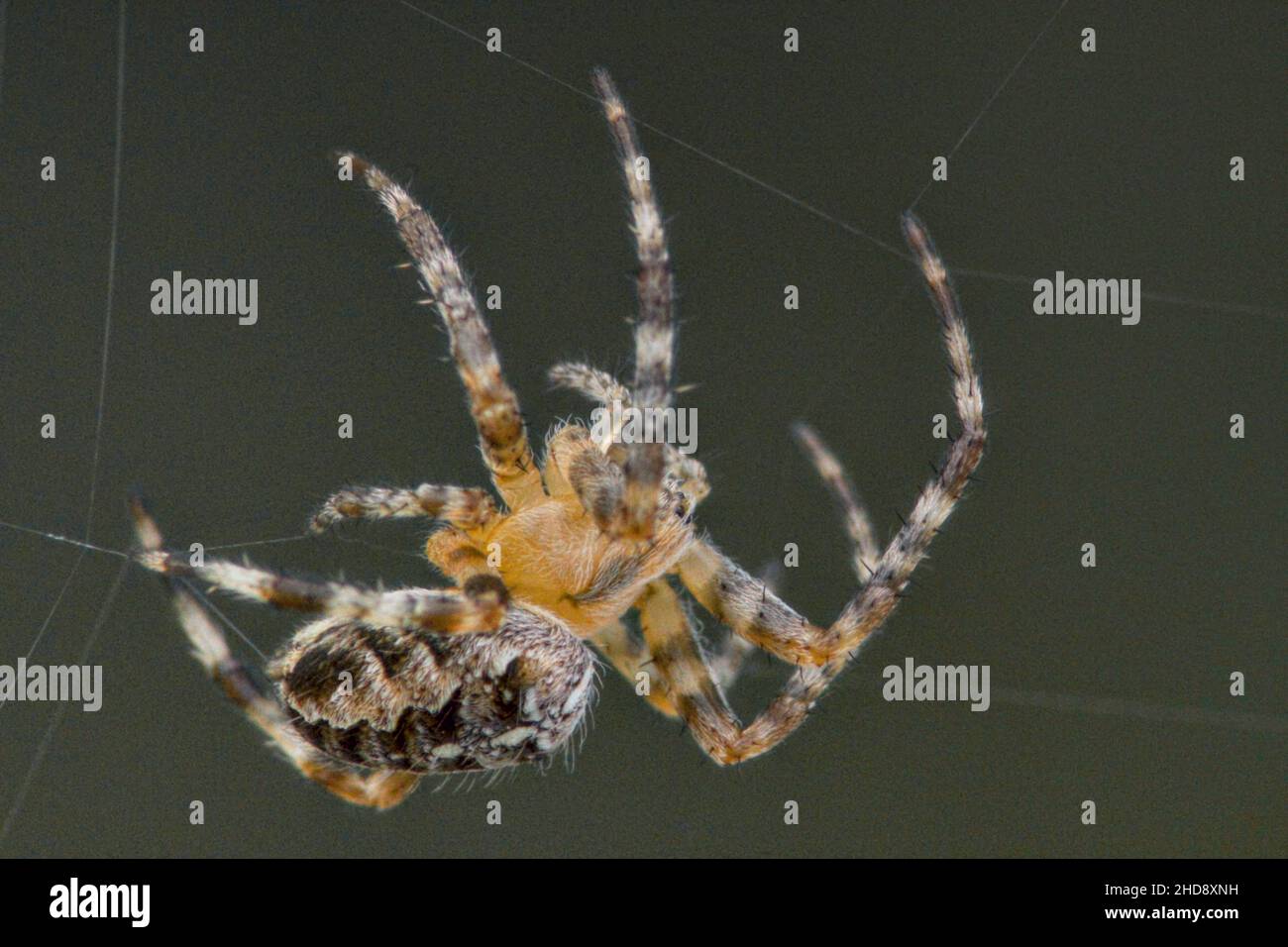 Primo piano del diadematus di Araneus, comunemente chiamato il ragno da giardino europeo. Foto Stock