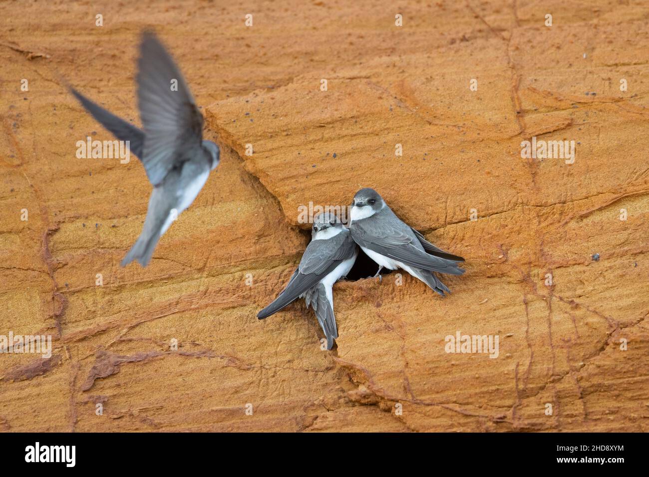 Tre martini di sabbia / rondini (Riparia riparia / Hirundo riparia) all'ingresso nido in colonia di allevamento fatto in roccia di sabbia pura faccia in primavera Foto Stock