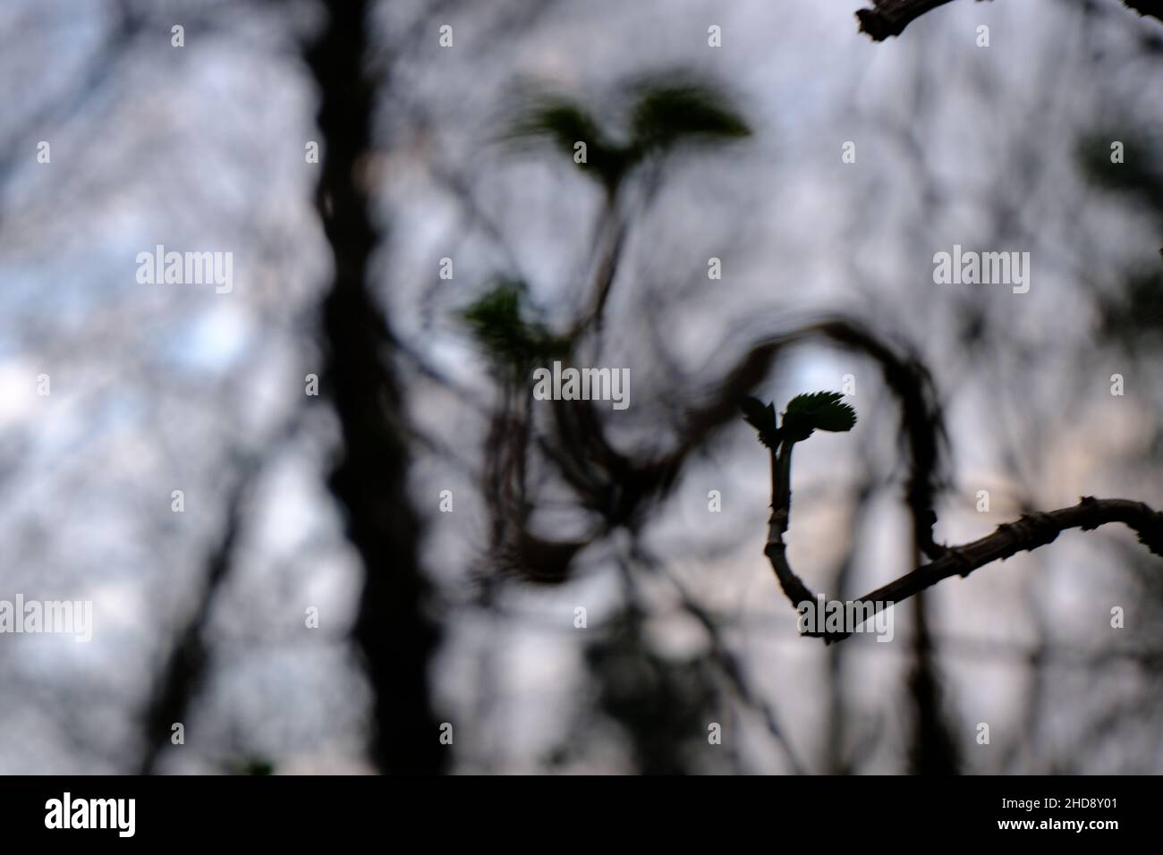 Primi segni di primavera Foto Stock
