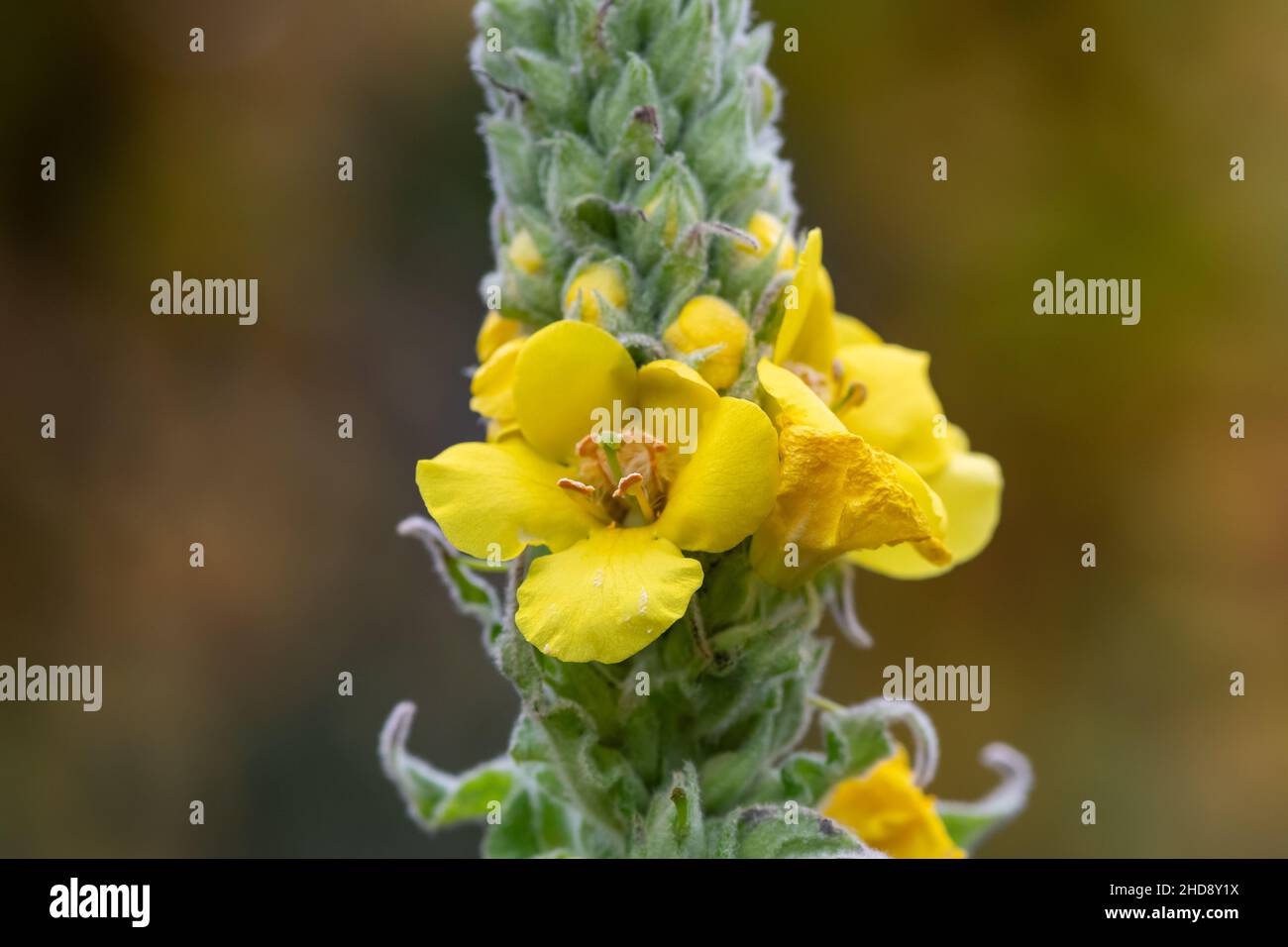 Primo piano di un grande fiore di mullein (verbascum thapsus) in fiore Foto Stock