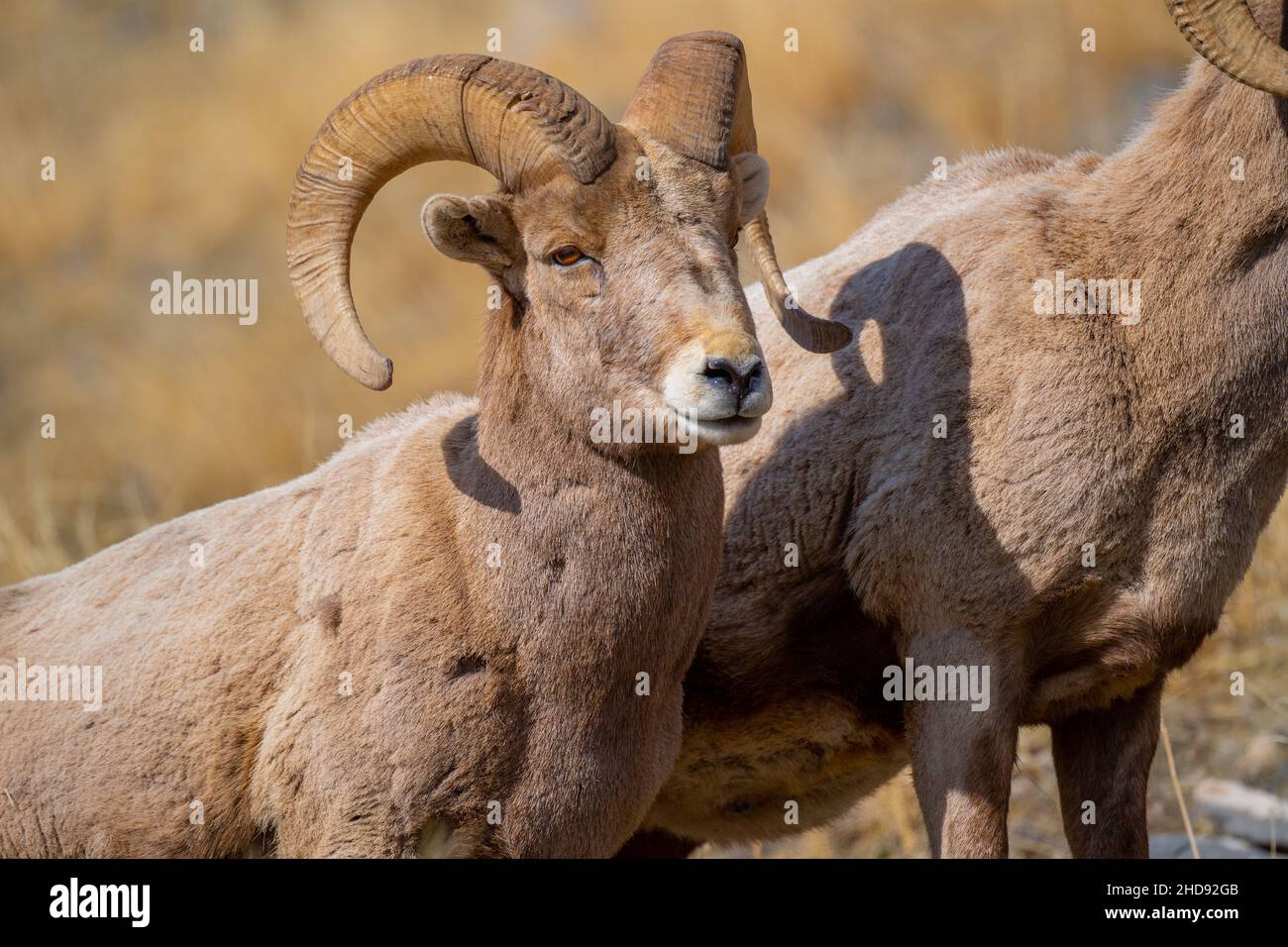 Selettivo di una pecora di neve (ovis nivicola) in un campo asciutto Foto Stock