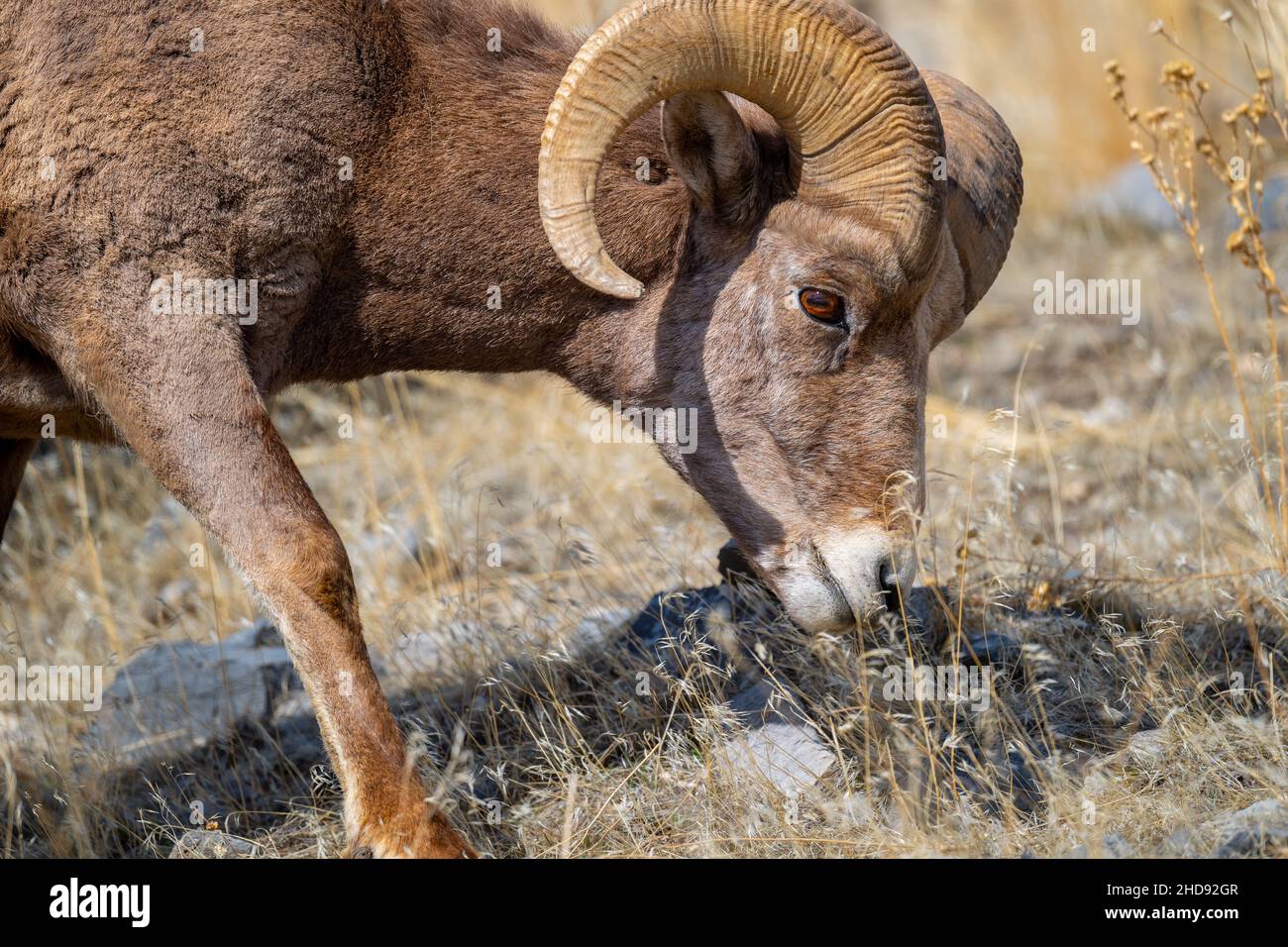 Selettivo di una pecora di neve (ovis nivicola) in un campo asciutto Foto Stock