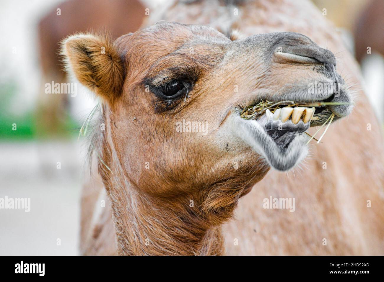 Volto arabo a cammello Foto Stock