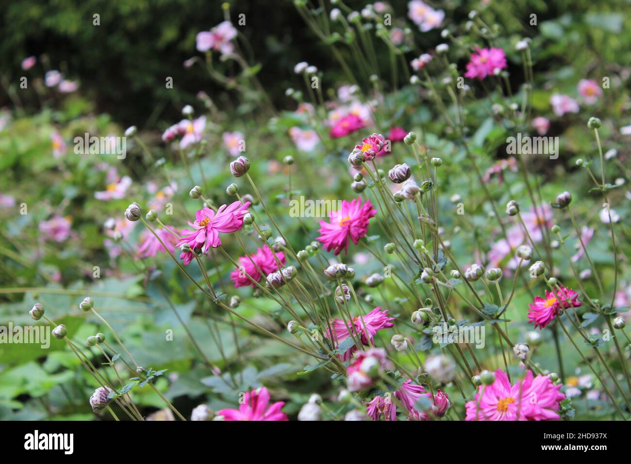 Nel giardino Foto Stock
