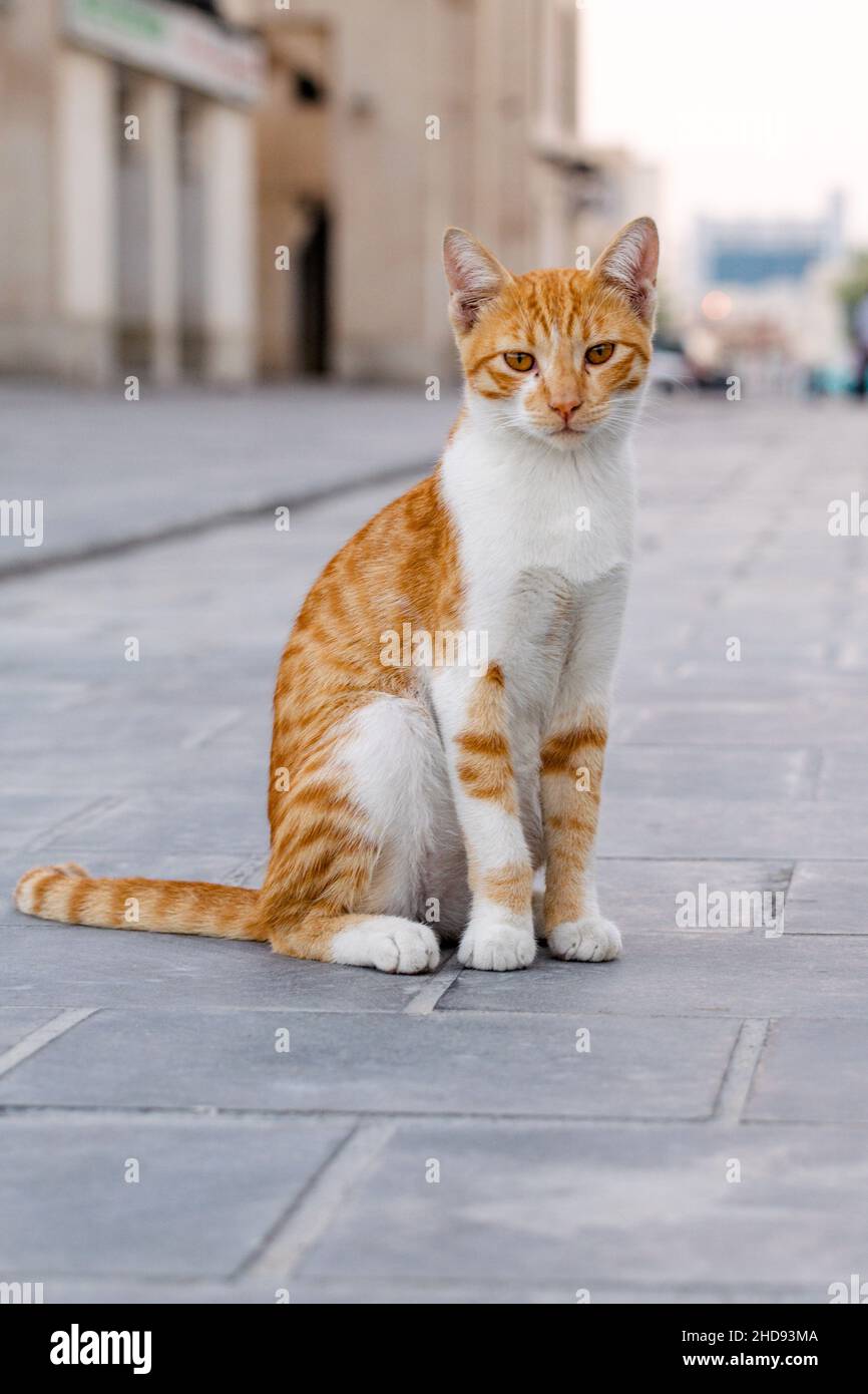 Bellissimo gatto randagio sulla strada Foto Stock