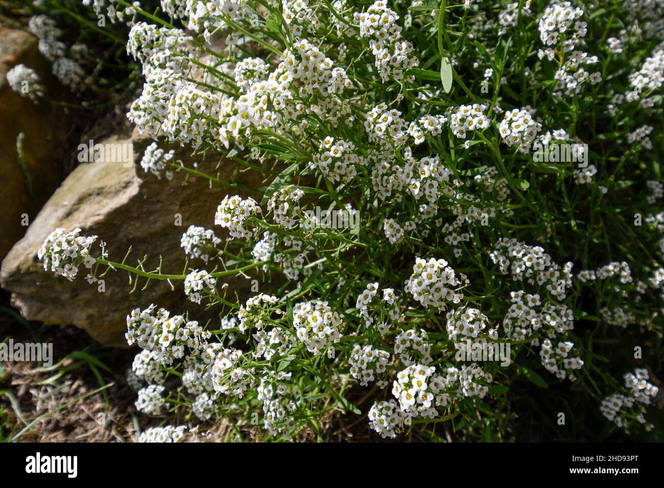 alyssum dolce in fiore Foto Stock