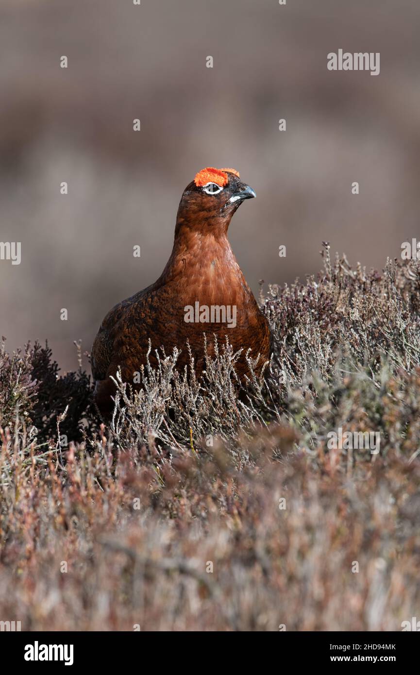 Red Grouse (Lagopus lagopus scootica) nella brughiera del Peak District Foto Stock
