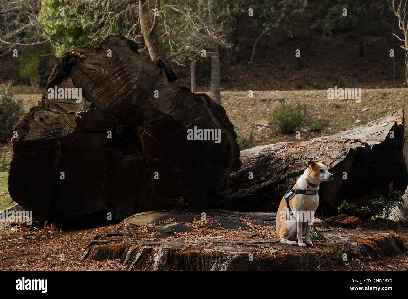 Sequoiadendron giganteum. Moncone di legno di sequoia Foto Stock