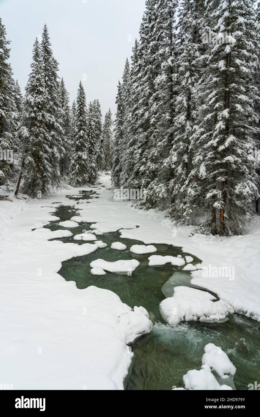 Alberi nella foresta lungo la Icefields Parkway in inverno, Banff National Park, Alberta, Canada. Foto Stock