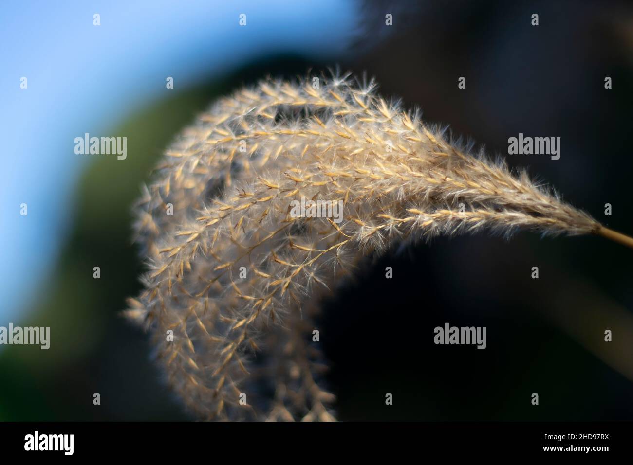 Primo piano di una soffice erba perenne in un campo Foto Stock