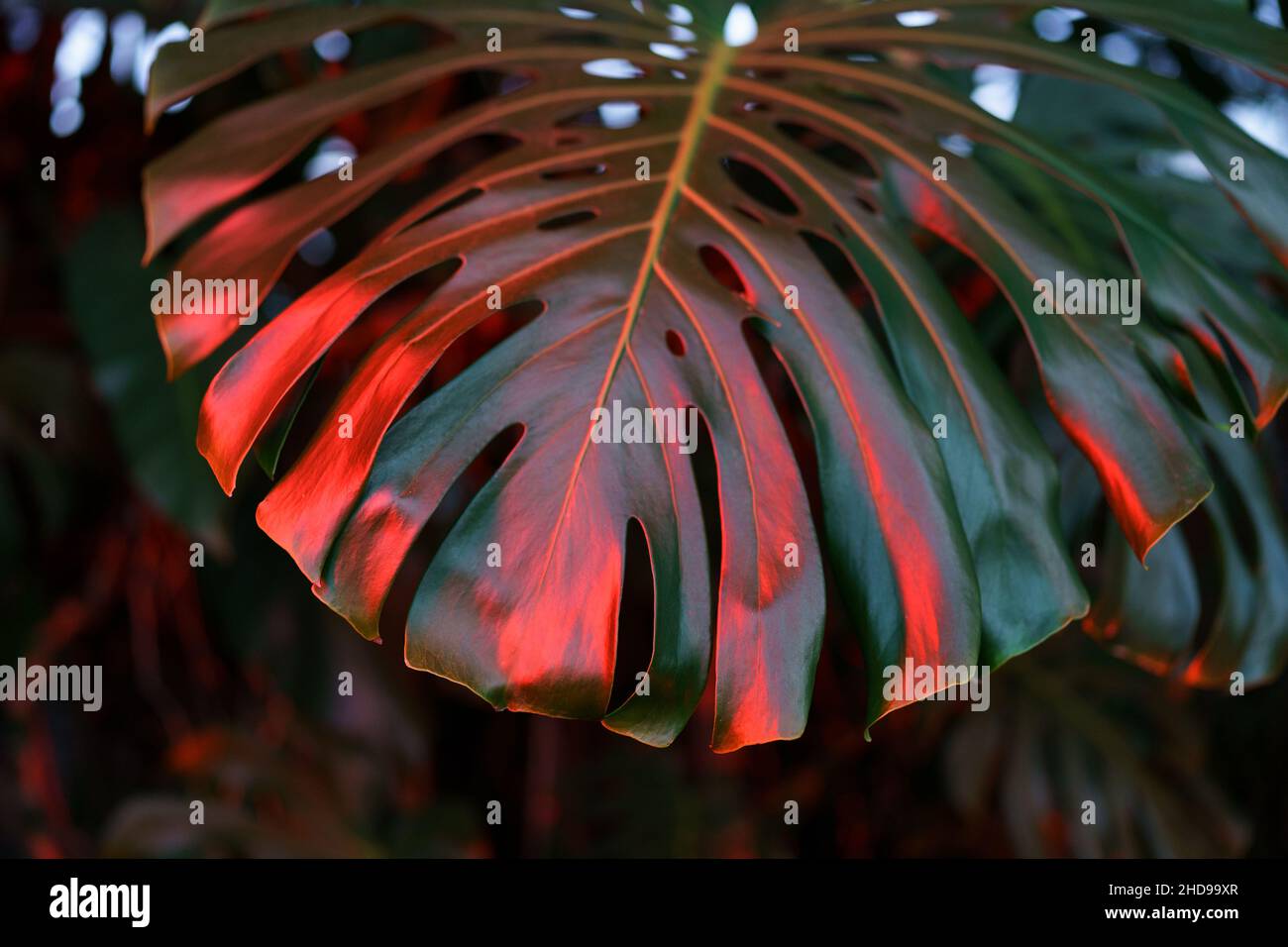 Verde pianta esotica tropicale Philodendron foglia monstera in toni scuri e rosso chiaro neon chiaro. Foto Stock