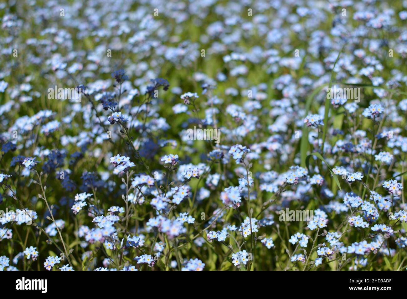 Prato verde estivo coperto di ricordi in fiore, una passeggiata magica e una gioia da guardare. Foto Stock