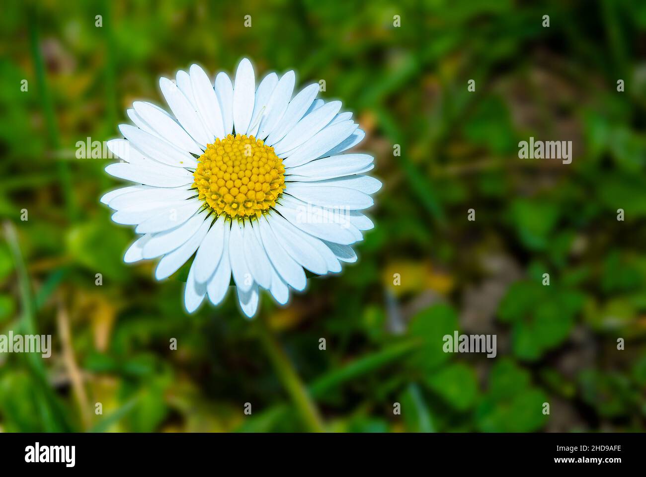 Fiore a margherita dall'alto. Fiore daisy bianco - lividi, colpo visto dall'alto su uno sfondo di erba Foto Stock