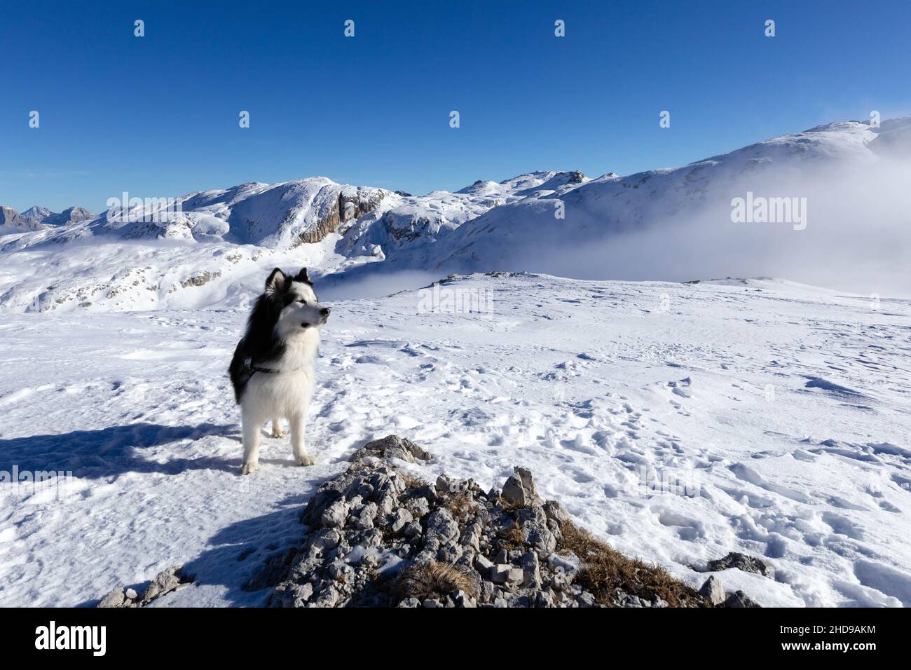 Husky siberiana sulle Dolomiti innevate -pale di San Martino Foto Stock