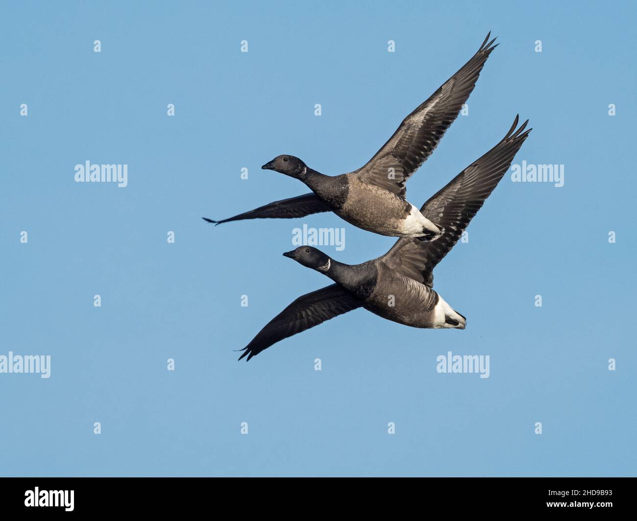 Brent Goose (Branta bernicla) in volo, Norfolk, Inghilterra Foto Stock
