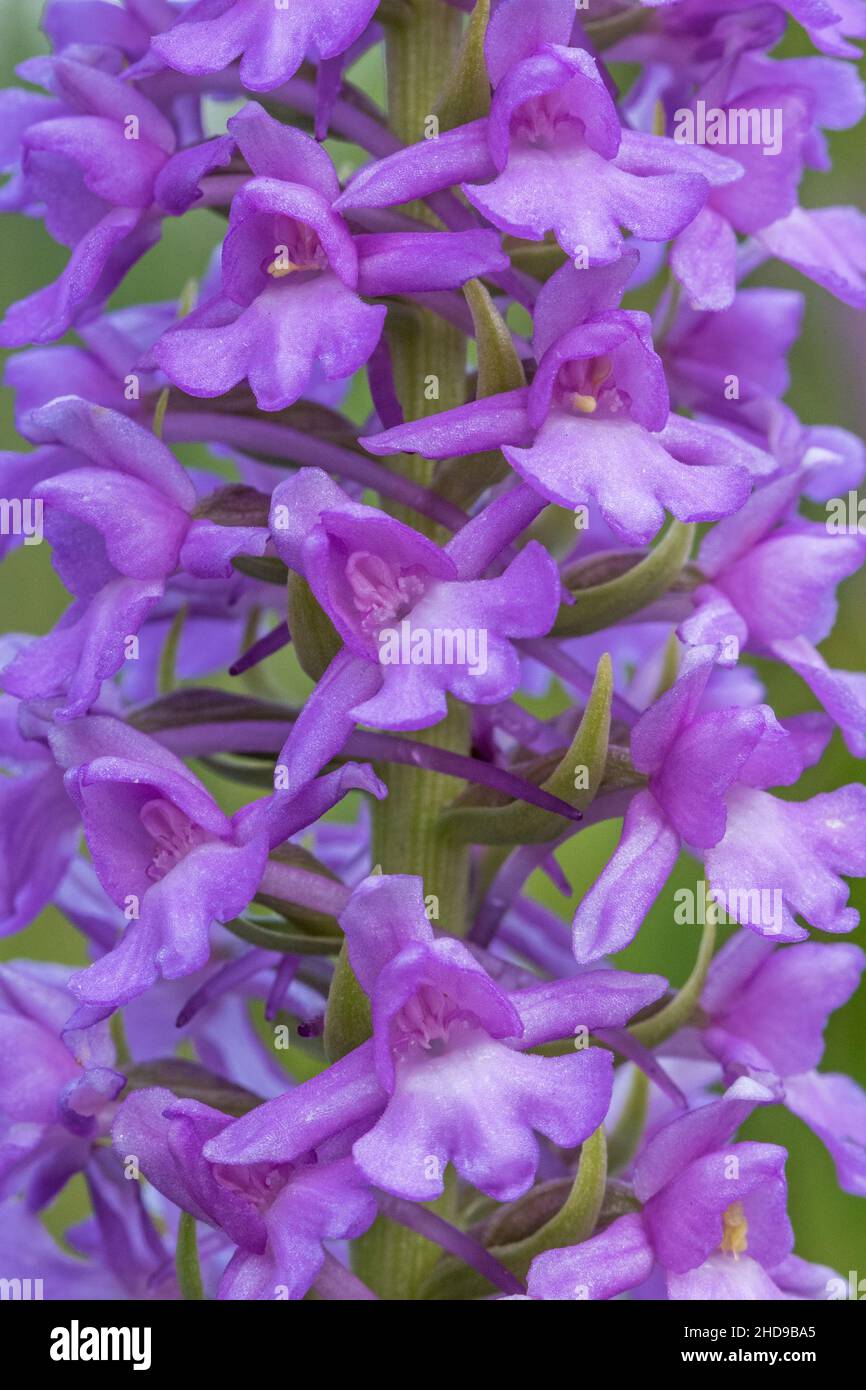 Orchidea profumata di palude (Gymnadenia densiflora o Gymnadenia conopsea var. Densiflora), Cambridgeshire, Inghilterra Foto Stock