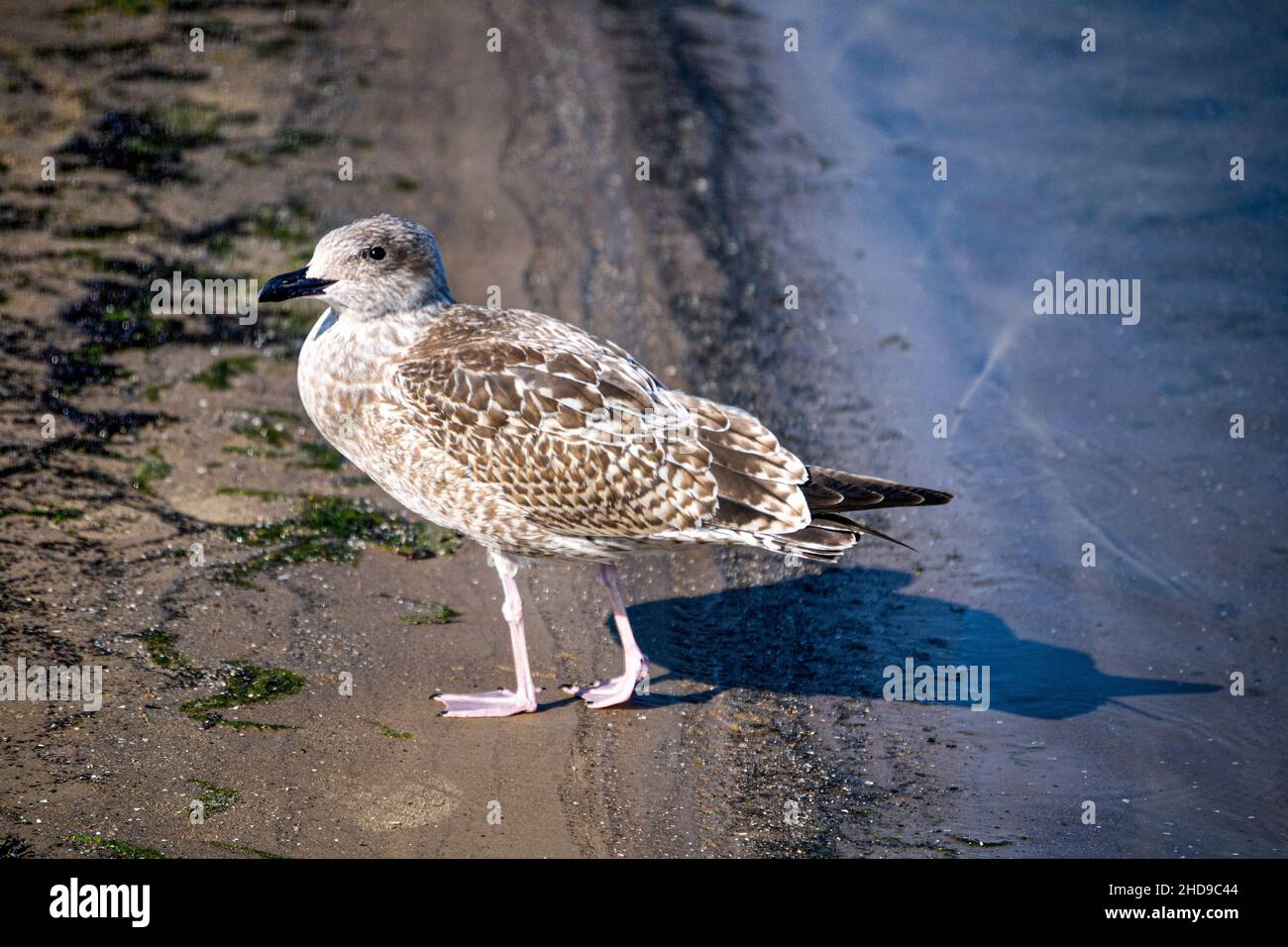Giovane aringa gabbiano pulcino sulla riva del mare, primo piano. Foto Stock