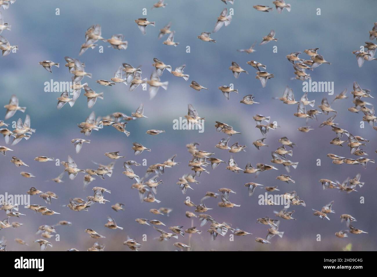 Grande gregge di uccelli linneti selvatici del Regno Unito (Linaria cannabina) in volo a mezz'aria, volando strettamente insieme, salendo da terreni agricoli aperti e rurali. Foto Stock