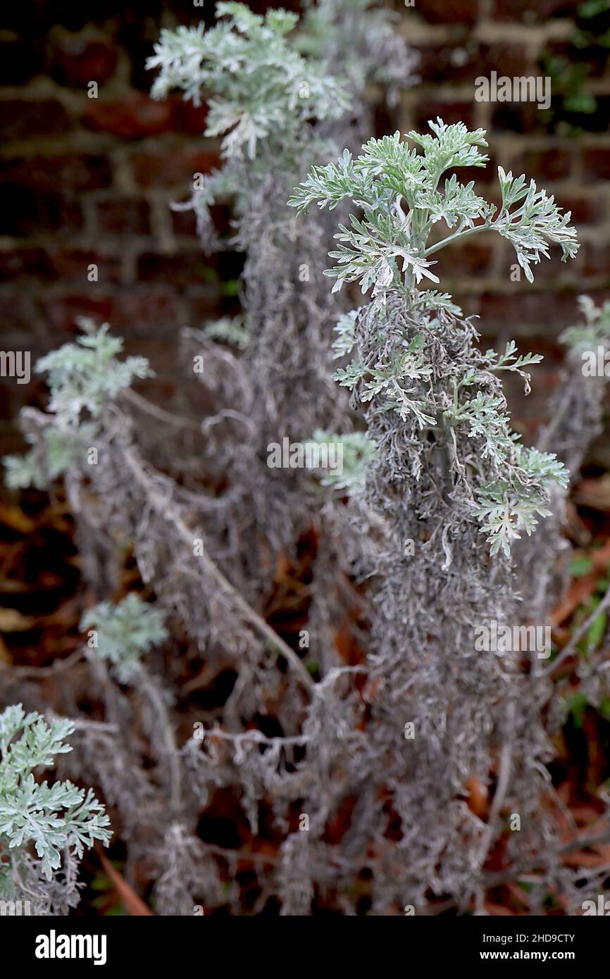Artemisia ‘Powis Castle’ Wormwood Powys Castle – fogliame argentato di piume, dicembre, Inghilterra, Regno Unito Foto Stock