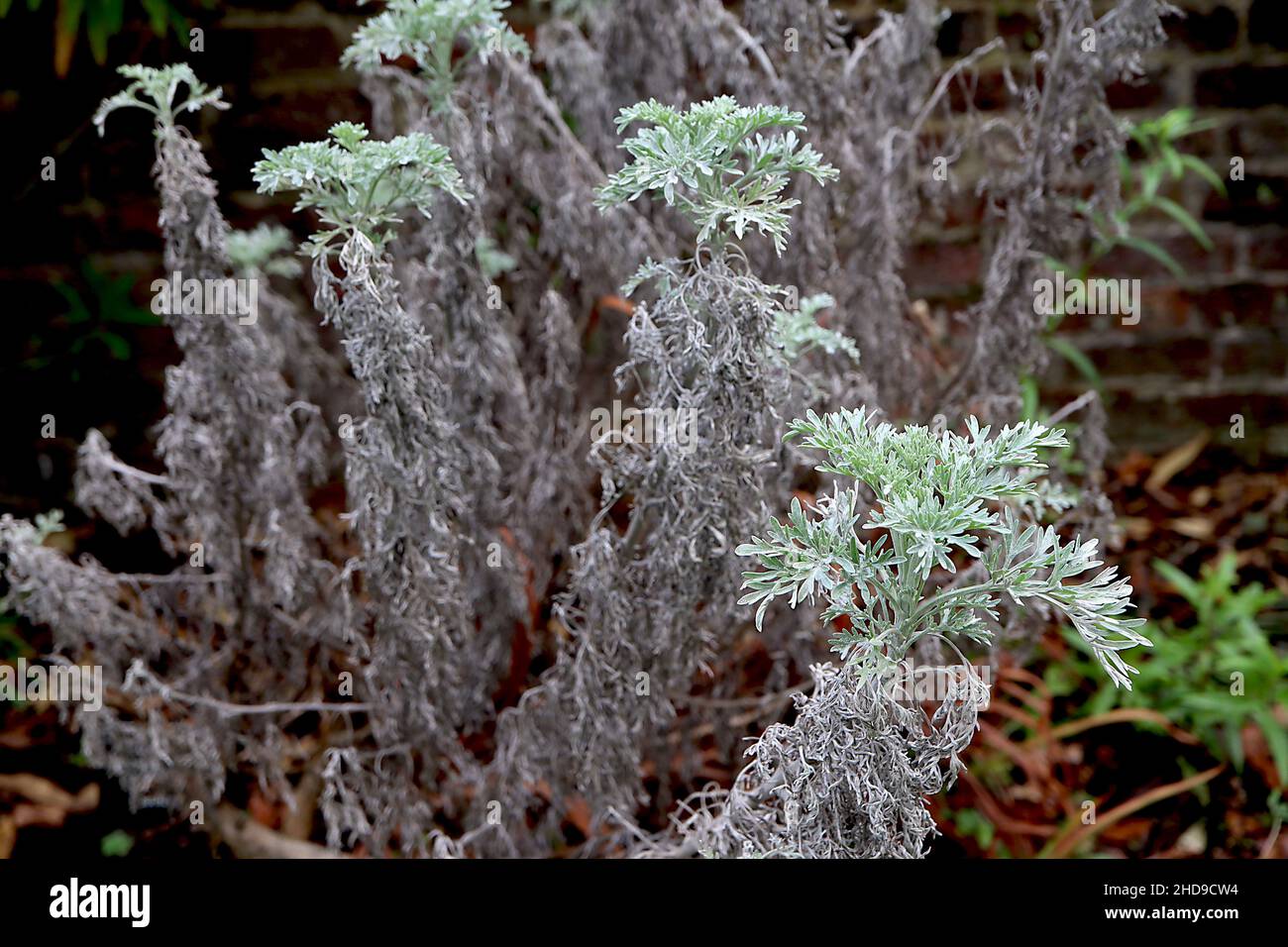 Artemisia ‘Powis Castle’ Wormwood Powys Castle – fogliame argentato di piume, dicembre, Inghilterra, Regno Unito Foto Stock