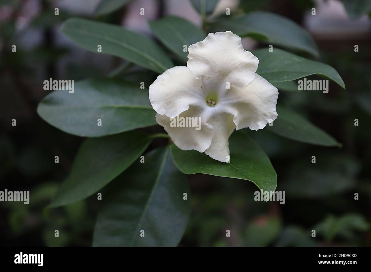 Brunfelsia americana signora della notte – fiori bianchi salverformi con  crema lavati e margini ondulati, foglie verdi scure lucide, dicembre,  Inghilterra, Regno Unito Foto stock - Alamy
