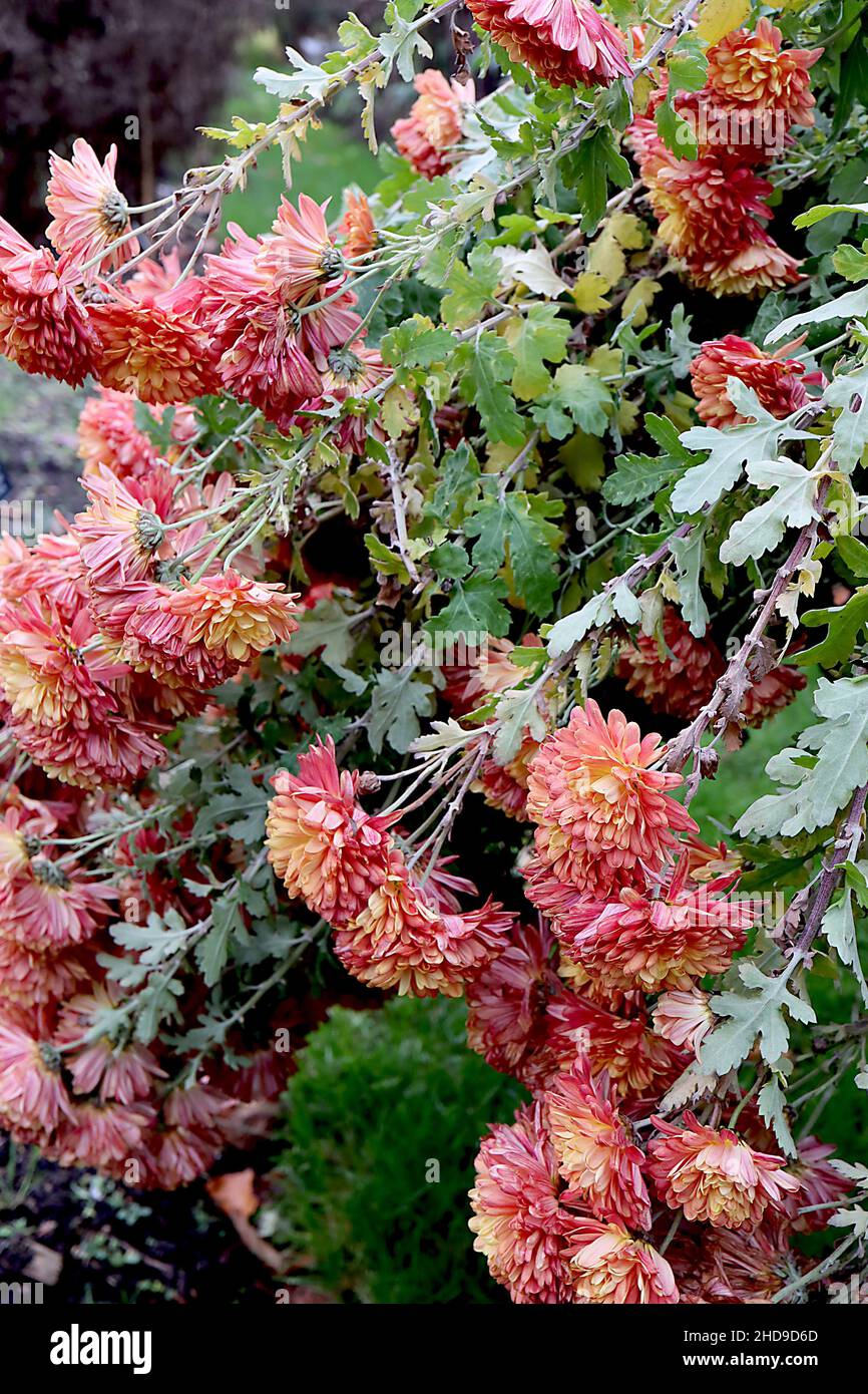 Crisanthemum ‘Apollo’ fiori pendolari rosa profondi doppi con petali centrali di colore giallo albicocca, foglie verdi medie lobate, dicembre, Inghilterra, Regno Unito Foto Stock