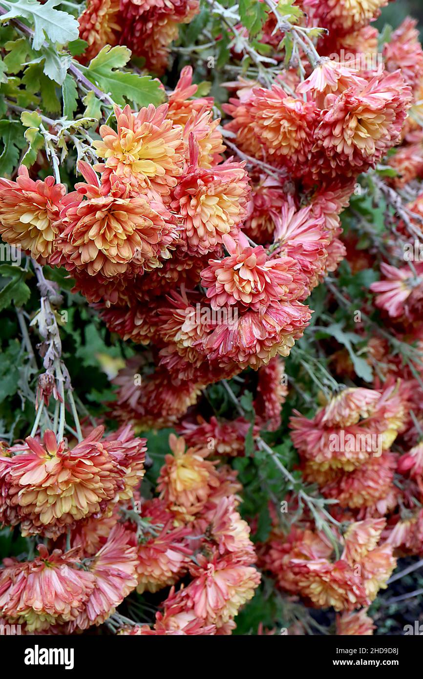 Crisanthemum ‘Apollo’ fiori pendolari rosa profondi doppi con petali centrali di colore giallo albicocca, foglie verdi medie lobate, dicembre, Inghilterra, Regno Unito Foto Stock